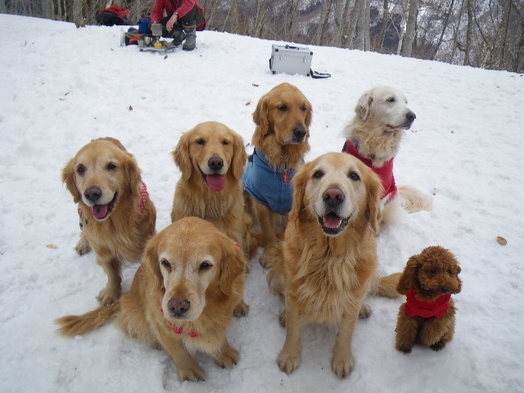 愛犬と一緒におもいっきり雪遊び！！！『絶品創作料理と満点の星空でおもてなし♪』